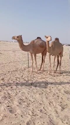 هجن اصايل