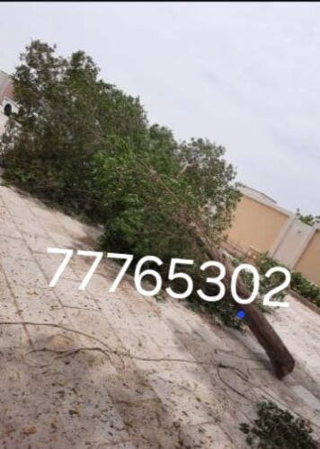 نقوم بتقطيع الأشجار