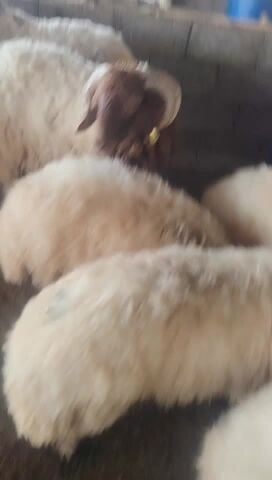 ابو مبارك 51097965