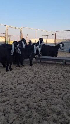 معزا عوارض طيبه