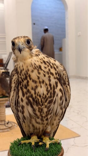 حر منغولي 17 