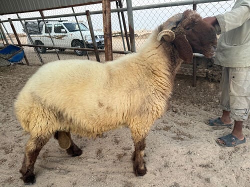فحل صنف 