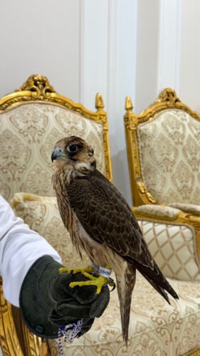 جبلية 