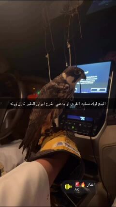 لوك مصقور
