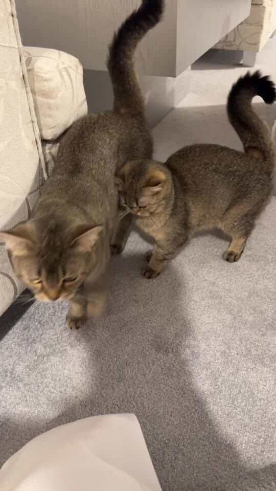 cat Uk 