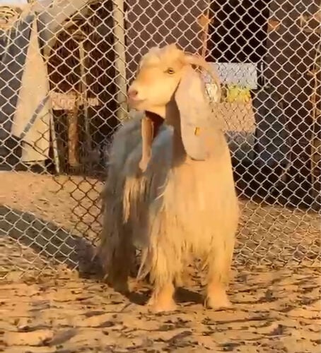عوارض صفررر صنف 