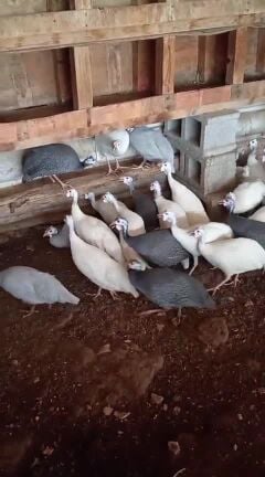 دجاج حبشي