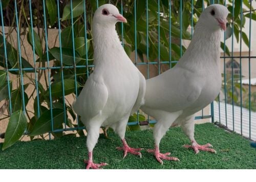 laham jumbo breeding pair