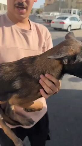 Purebred Malinois puppies