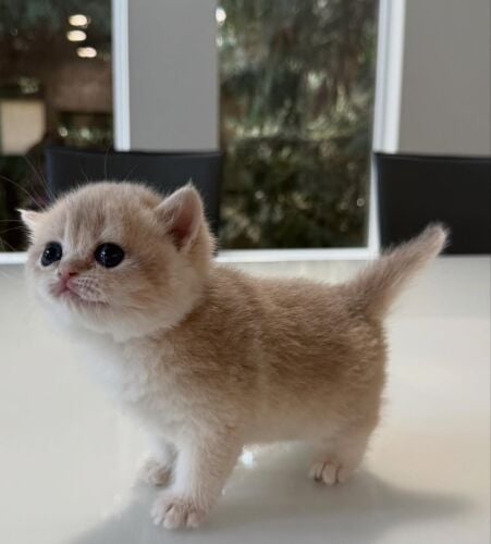 British Shorthair kittens