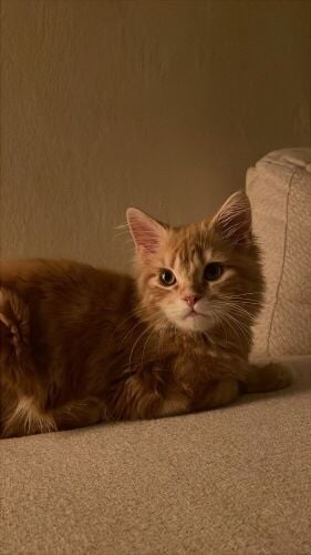 A 5-month-old kitten