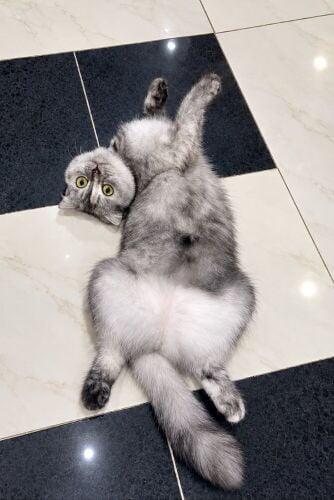 Scottish Fold female
