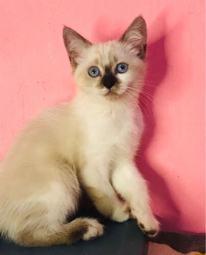 Siamese kitten 