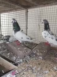 Pakistani pigeon