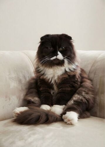 cats for sale