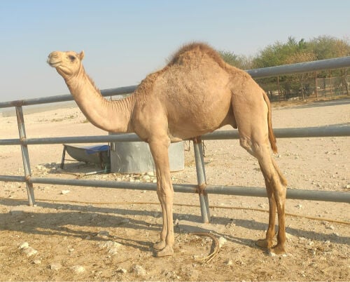قعود سمين للبيع