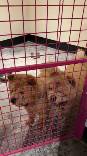 imported chow chow