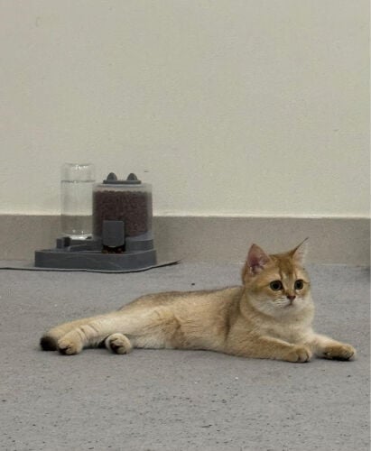 British Shorthair Female Kitten