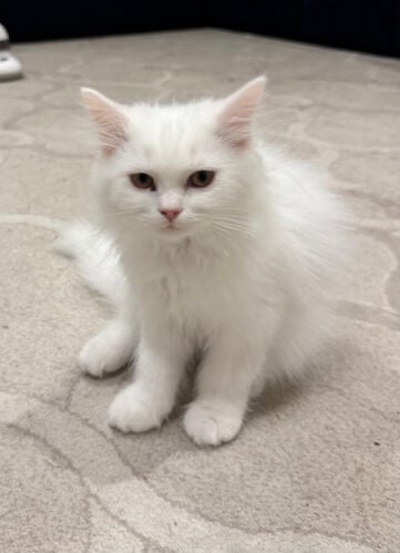 Shirazi Male Kitten 
