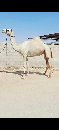 سودانيه مدني