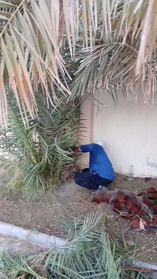 تنظيف قص رعايه ت٥٥٧٤٤٣٦٣
