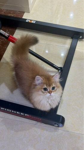 برتش لونق هير 