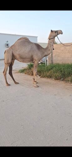 عمانيه متلي