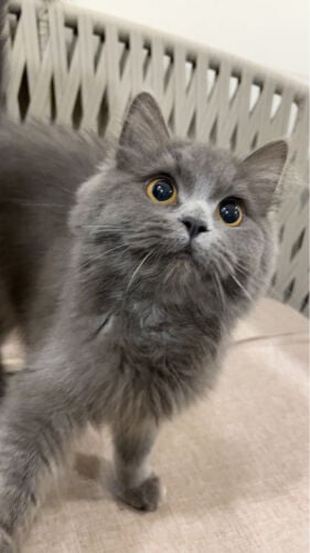 lulu