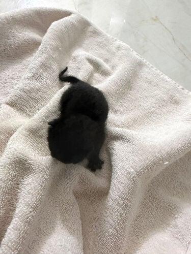 new born kitten need mother