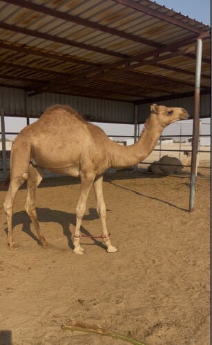 للبيع قعود
