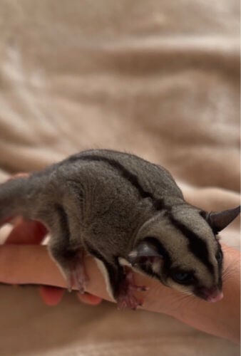 sugar glider for sale/his items
