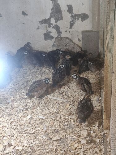 بوف وايت