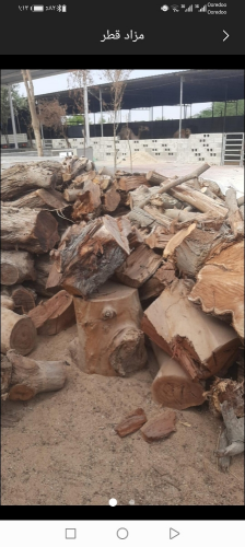 حطب سدر وقرض ناشف