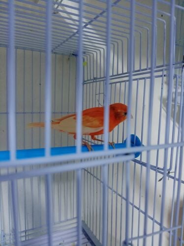 For Sale