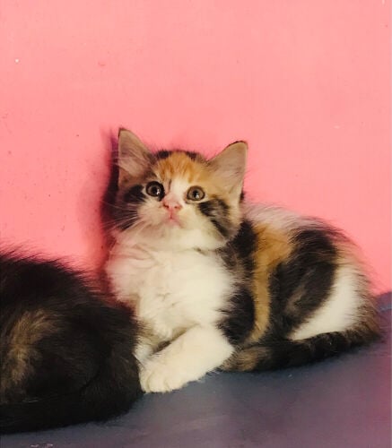 Scottish tabby 