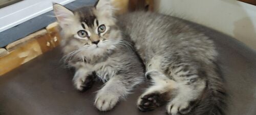 1 Persian 1 British shorthair