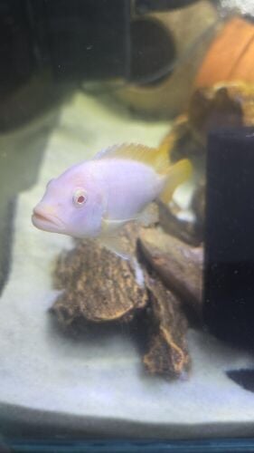 fish for sale