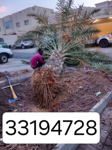 نقوم بتقطيع الأشجار والنخيل