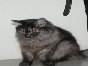 Persian Cat
