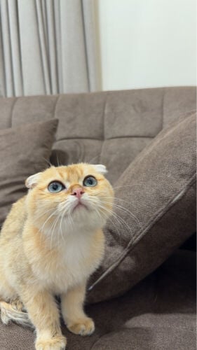 scotch 