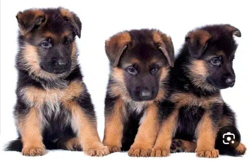 Looking for a German Shepherd guard