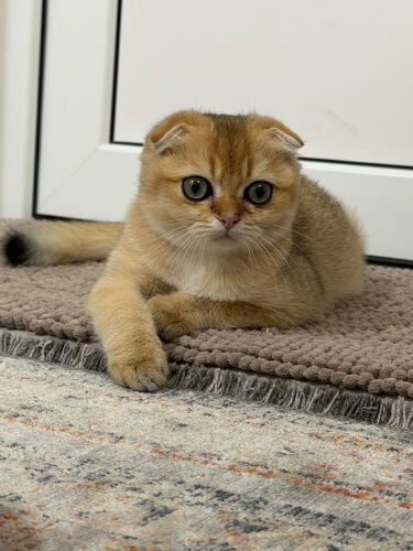 A male Scottish cat.