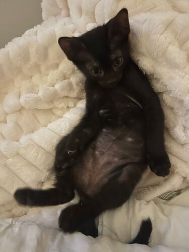 Black kitten for adoption
