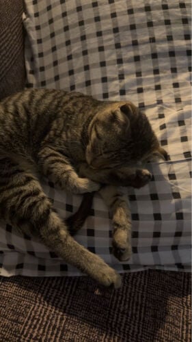 boy cat