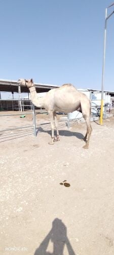 سودانيه عشراه فردين منها