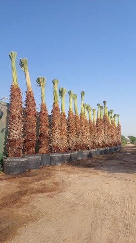 النخيل الزينة