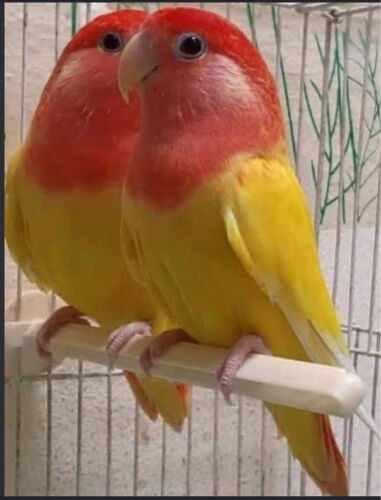 مطلوب زوج روز منتج