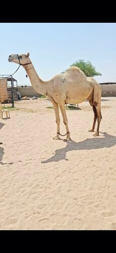 سودانيه اعشراء