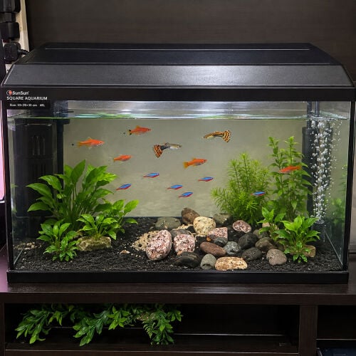 fish Aquarium 