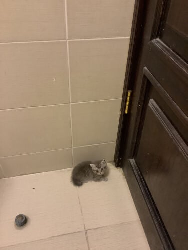 kitten for adoption 